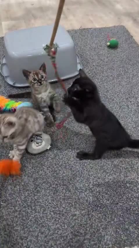 Bengal cats for sale: 🔥✨Pedigree TICA-Registered Bengals - Video 1