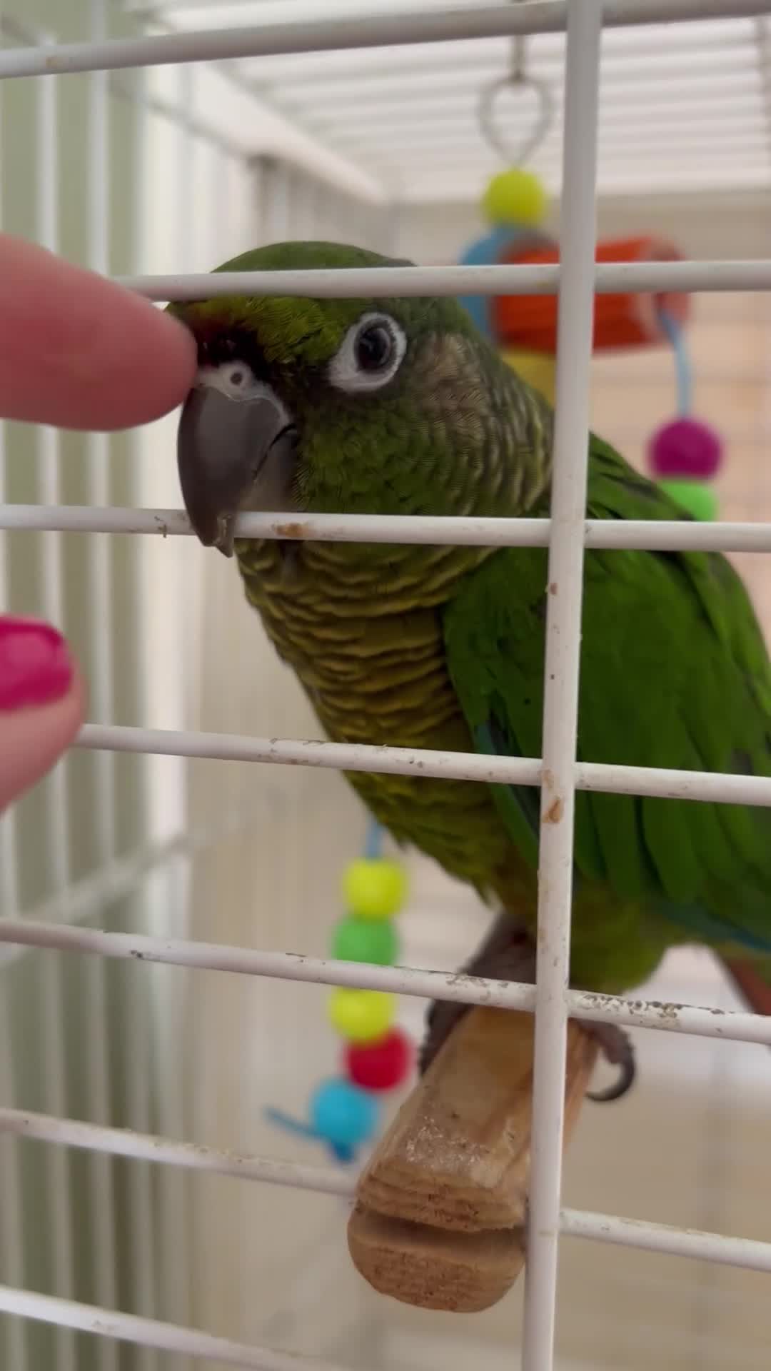 Conures birds for sale: Green cheeked conure ‘Cujo’  - Video 1