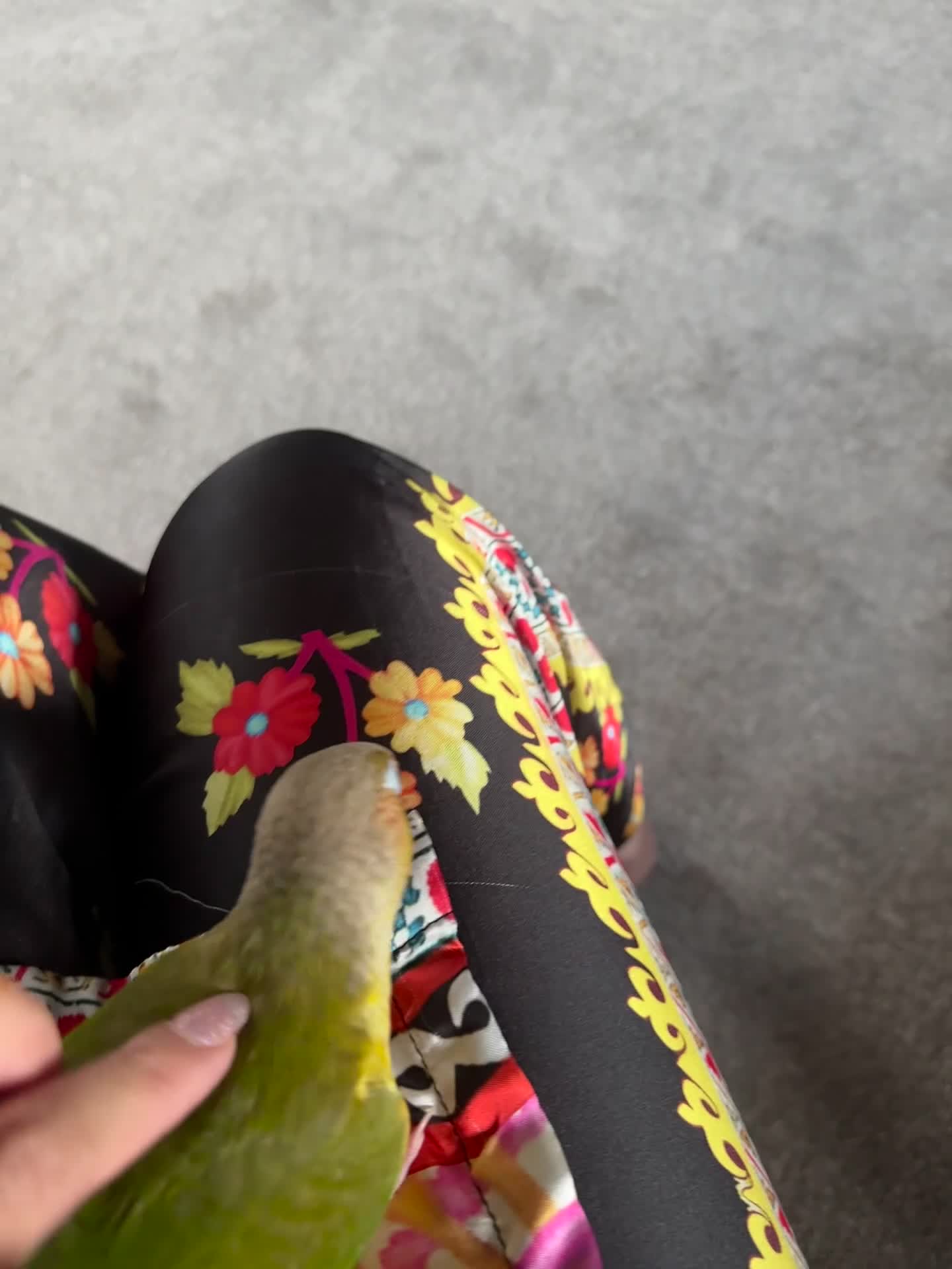 Conures birds for sale: Beautiful hand tame conure - Video 1