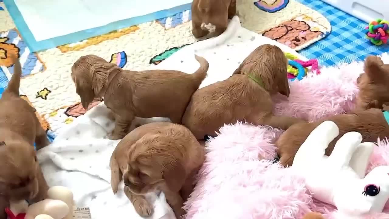 Cocker Spaniel dogs for sale: Top Quality KC Show Cockers FN PRCD-PRA CLEAR - Video 3