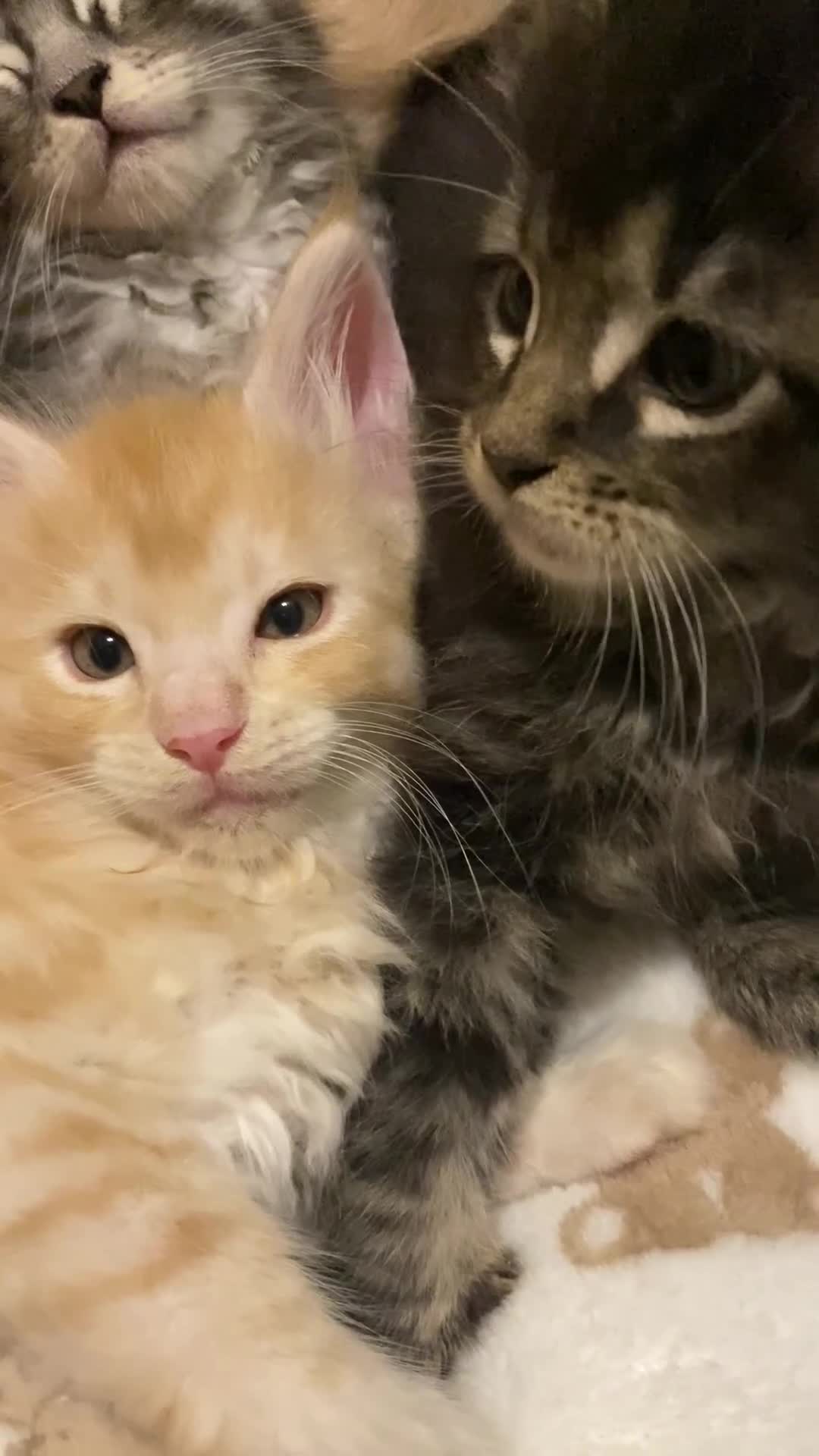 Maine Coon cats for sale: Monarch Maine coons kittens - Video 2