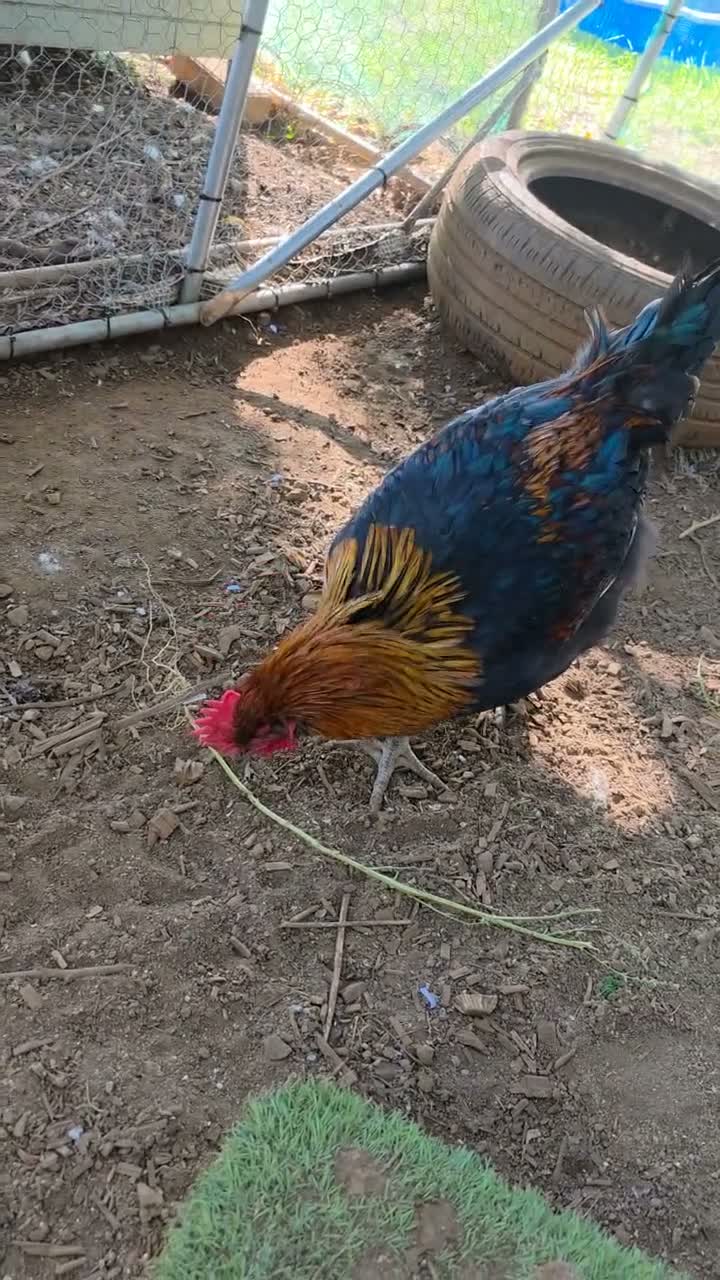 Chickens poultry for sale: Copper black maran cockerel  - Video 1
