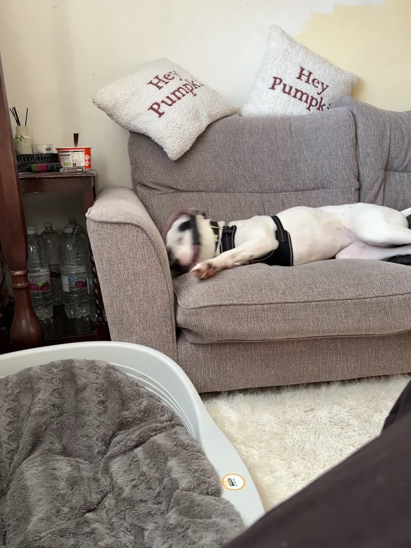 Mixed Breed dogs for sale: Needs new home asap - Video 1