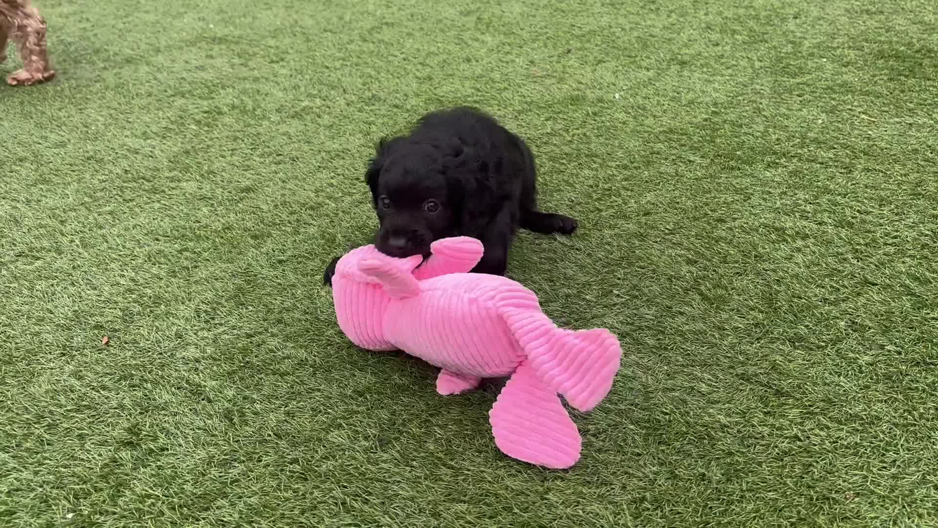 Cavapoo dogs for sale: Little Romeo looking for his Juliet!  - Video 3