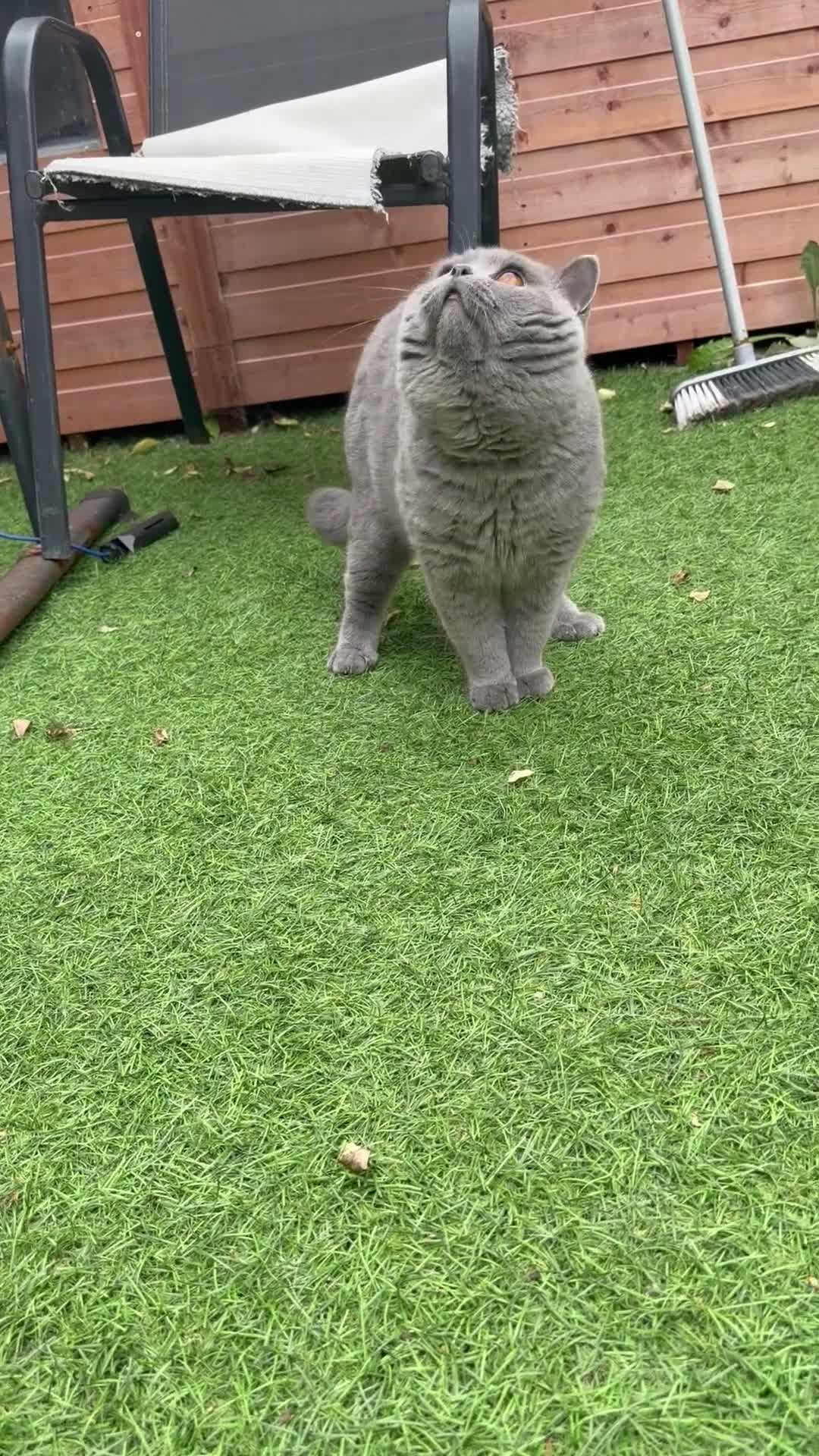 British Shorthair cats for stud: 💙 British Shorthair Blue Stud Service 💙 - Video 1