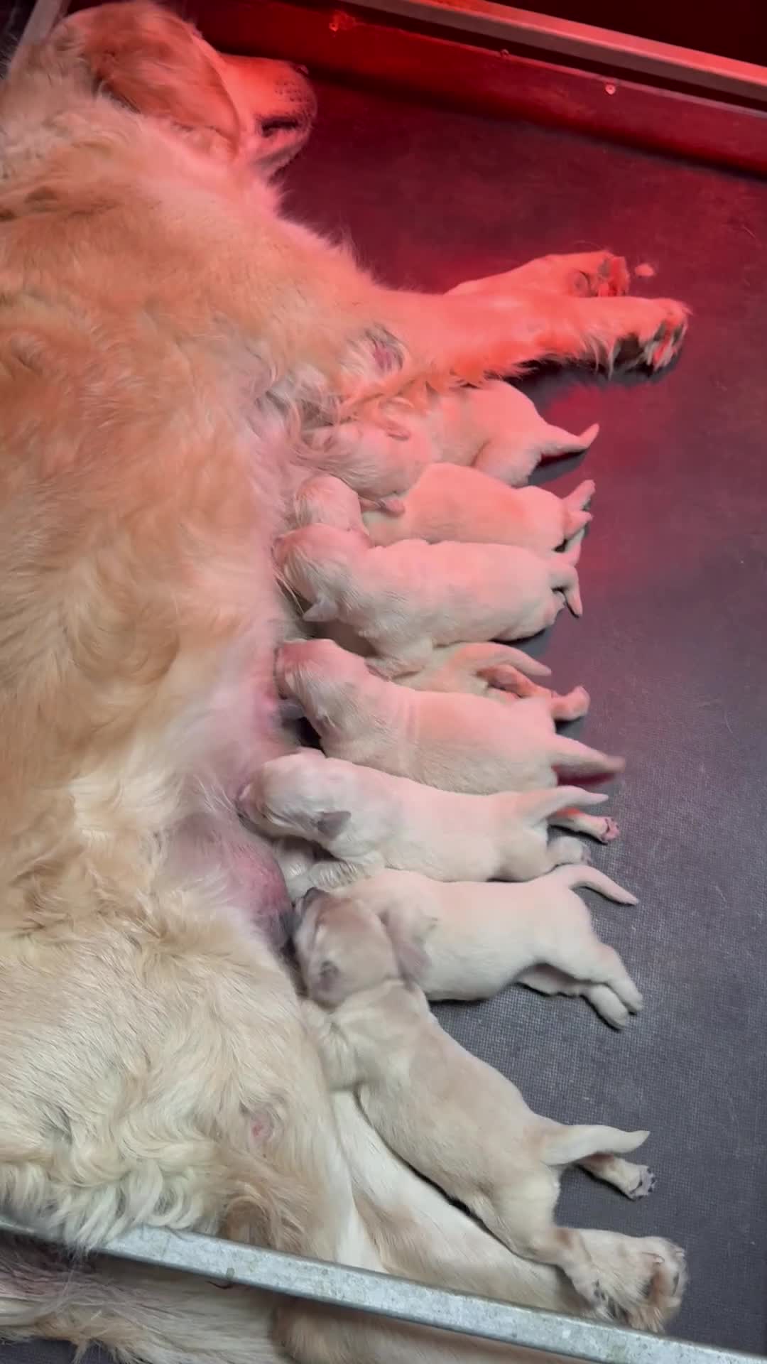 Golden Retriever dogs for sale: Golden Retriever Puppies 5 boys 3 girls  - Video 1