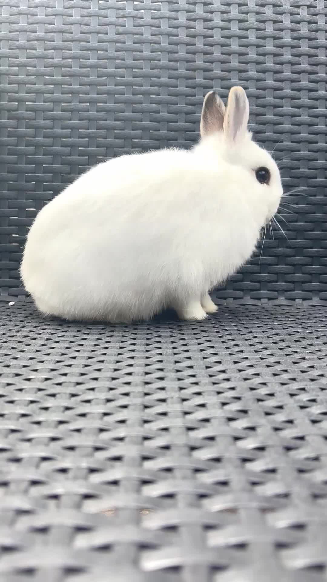 Netherland Dwarf rabbits for sale: Netherland Dwarf Boy  in London - Video 2