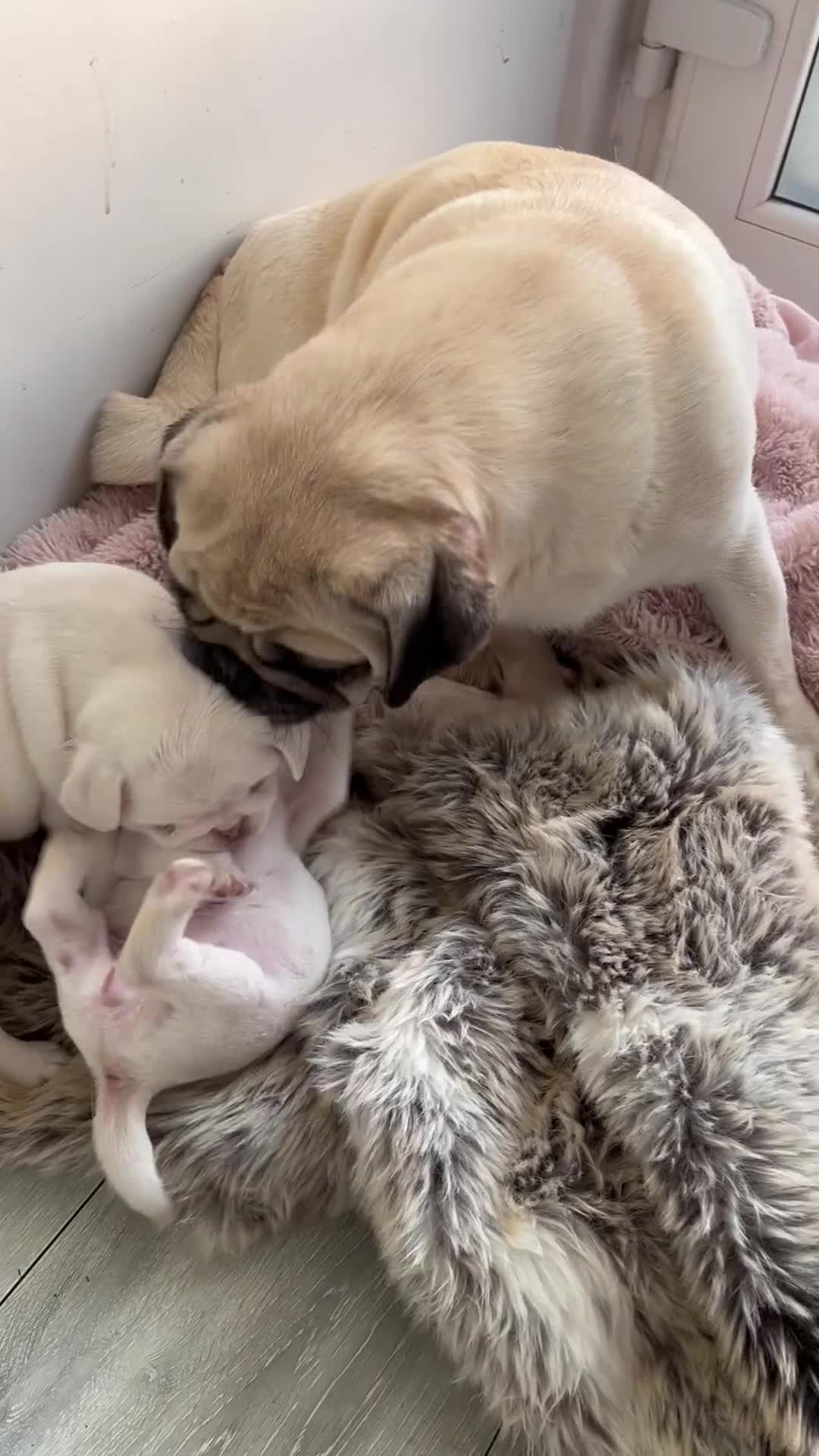 Pug dogs for sale: Beautiful chunky pug pups ready soon - Video 1
