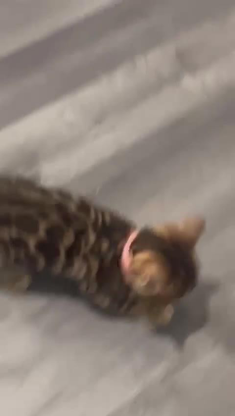 Bengal cats for sale: 💕 Adorable Rosetted bengal Kittens 💕 - Video 4