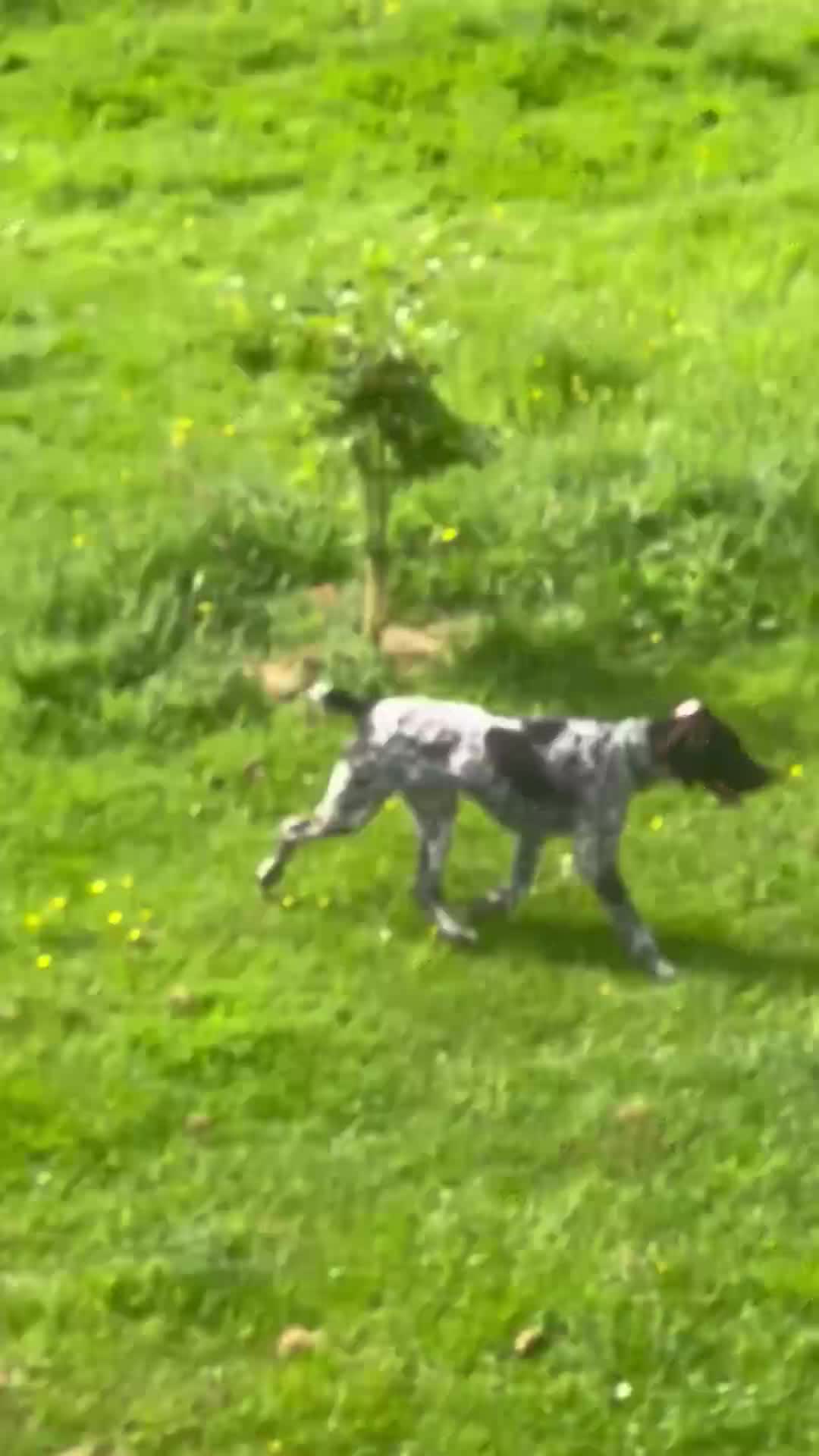 German Shorthaired Pointer dogs for sale: Premium GSP Puppies from Award-Winning Bloodlines - Video 3