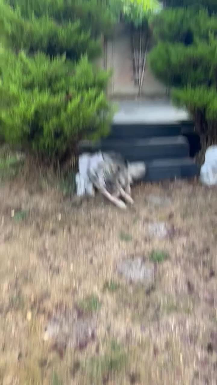Mixed Breed dogs for sale: Adorable ODY - Video 2