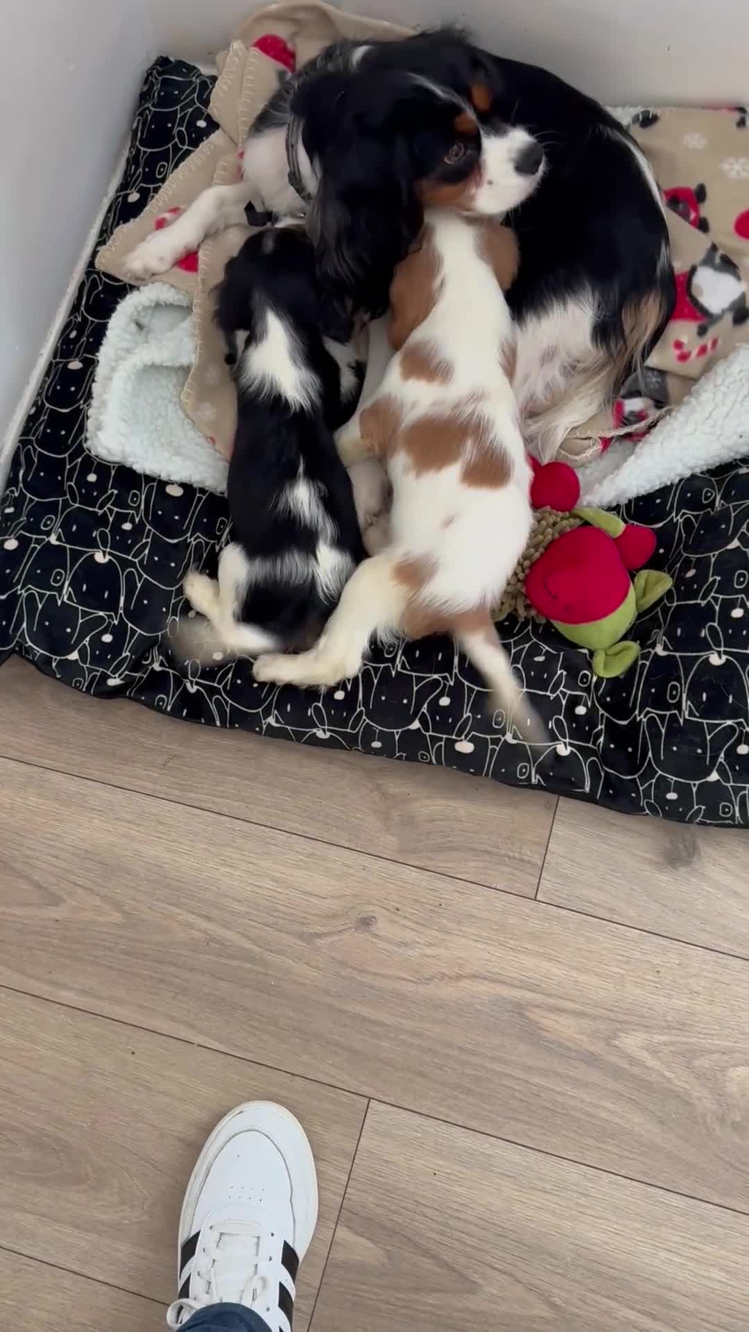 Cavalier King Charles Spaniel dogs for sale: cavalier king charles - Video 1