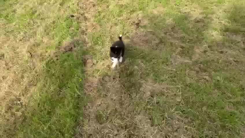 Pomsky dogs for sale: Small f3 Pomsky puppies for sale  - Video 3