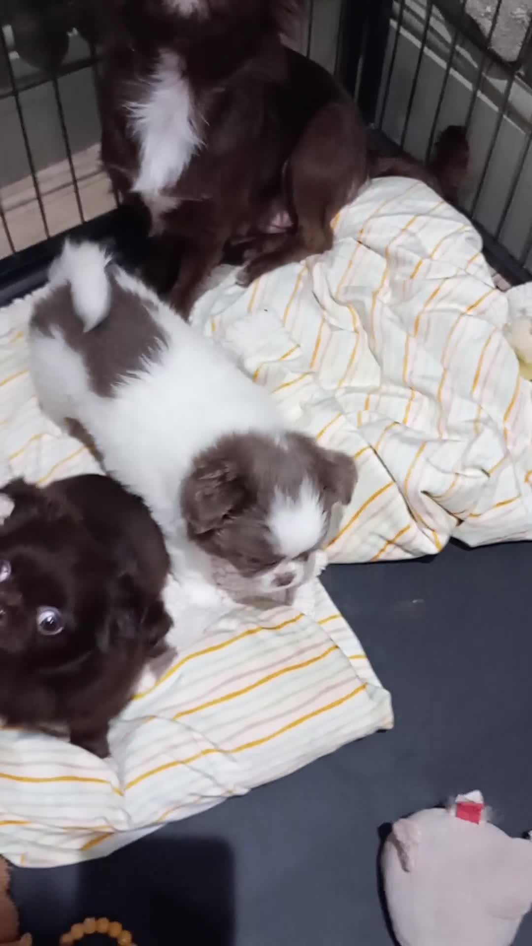 Chihuahua dogs for sale: Unique girl looking for pet only home - Video 1