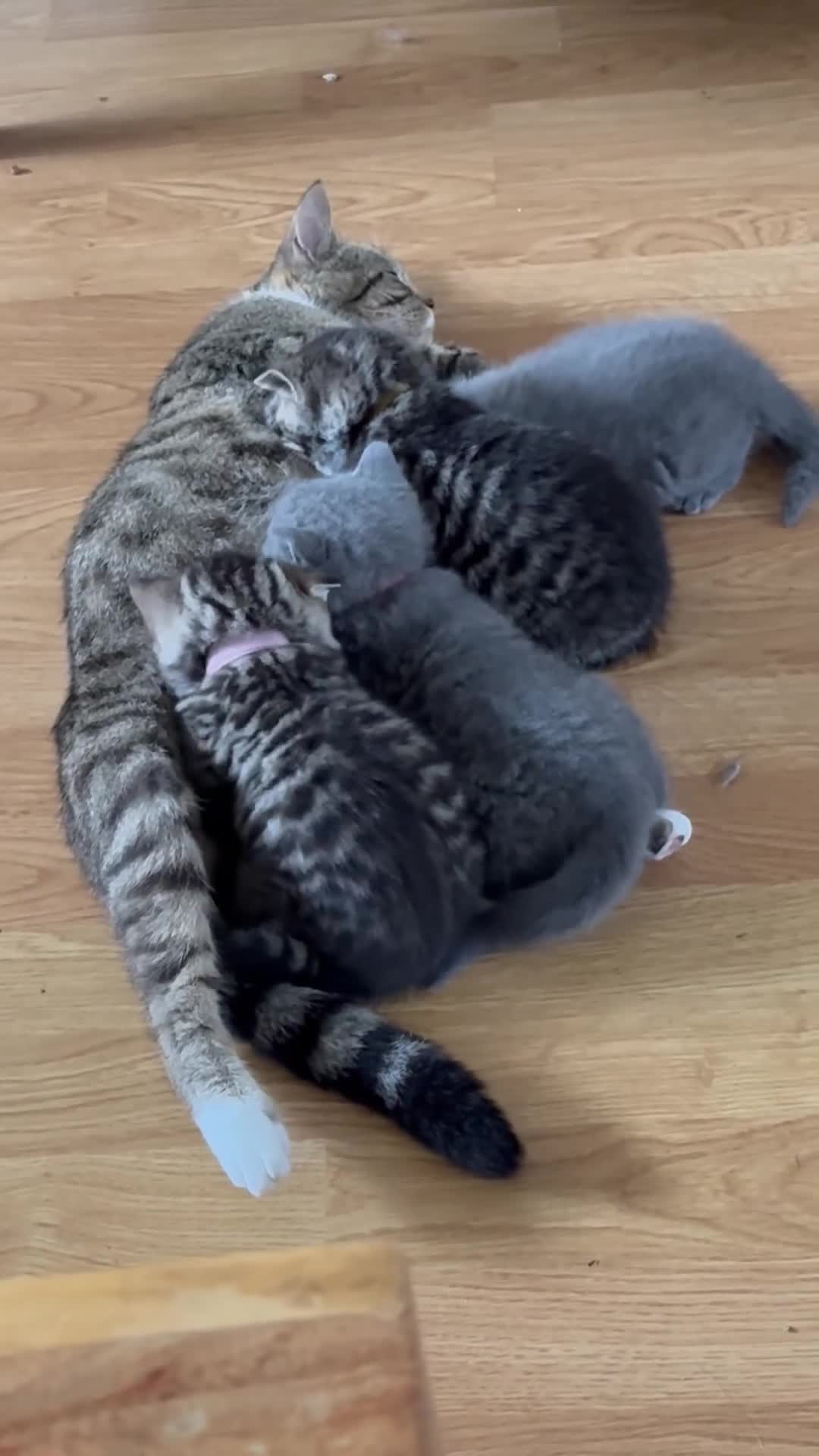 British Shorthair cats for sale: 6 Gorgeous British Shorthairs for sale  - Video 1