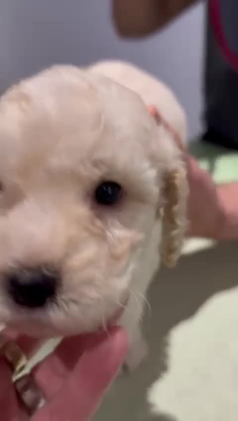 Cockapoo dogs for sale: 💛*COCKERPOO’S READY NOW in Cheshire*💛🏡 - Video 2