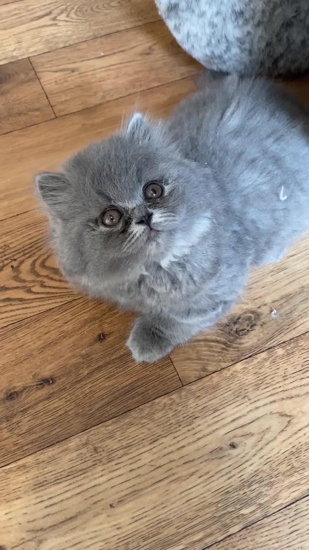 British Longhair cats for sale: Lovely blue longhair male  - Video 2