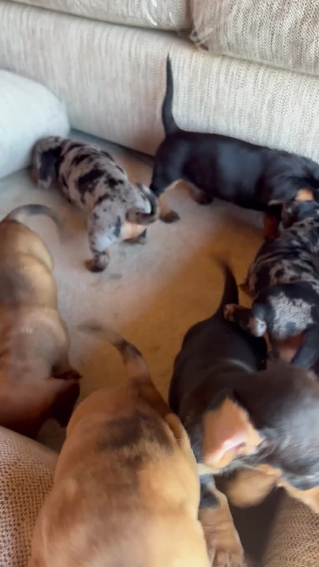 Miniature Dachshund dogs for sale: Miniature dachshunds - Video 1