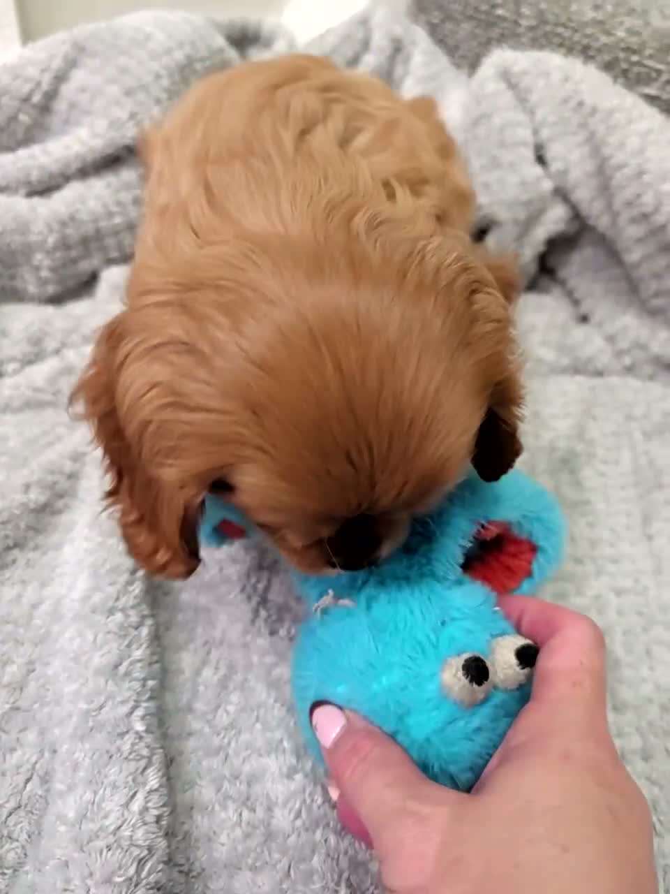 Cavalier King Charles Spaniel dogs for sale: 🌟LAST BOY🌟KC DNA Health tested Cavalier Puppy💙 - Video 1