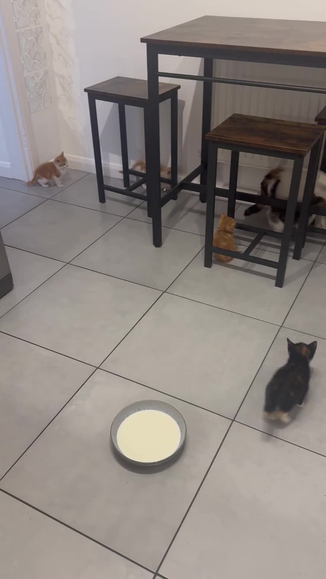 European cats for sale: Kittens 🐱  - Video 1