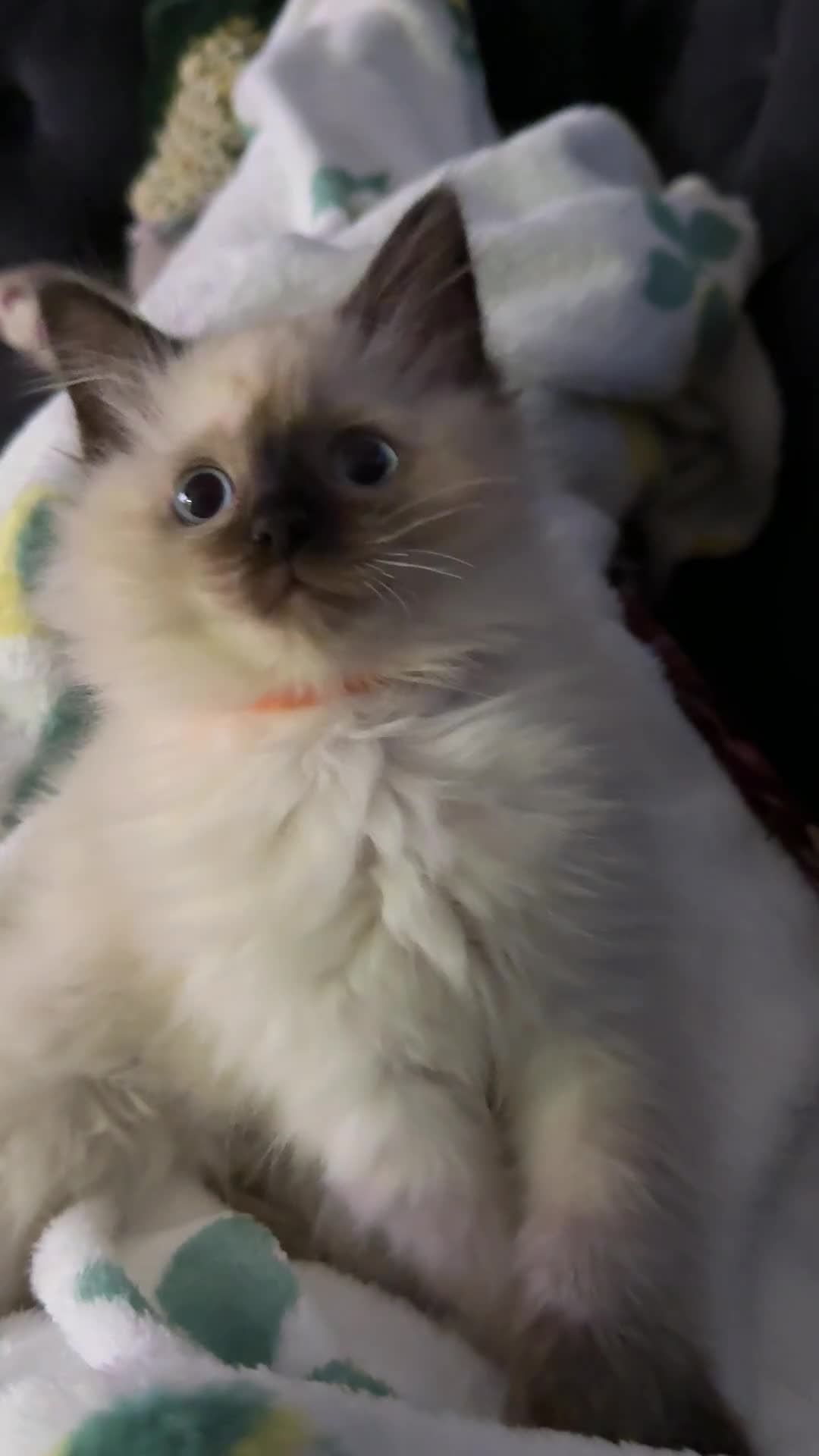 Ragdoll cats for sale: ✨🌿 Only One Left! Stunning Seal Point Ragdoll🤎 in Manchester - Video 1