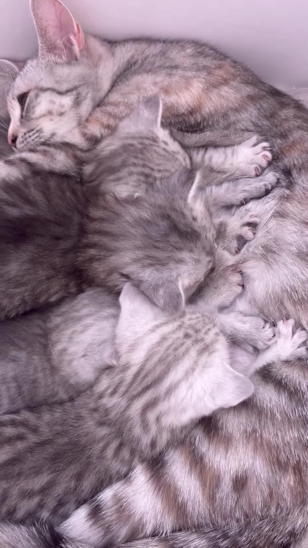 British Shorthair cats for sale: Stunning BSH Adorable kittens - Video 4