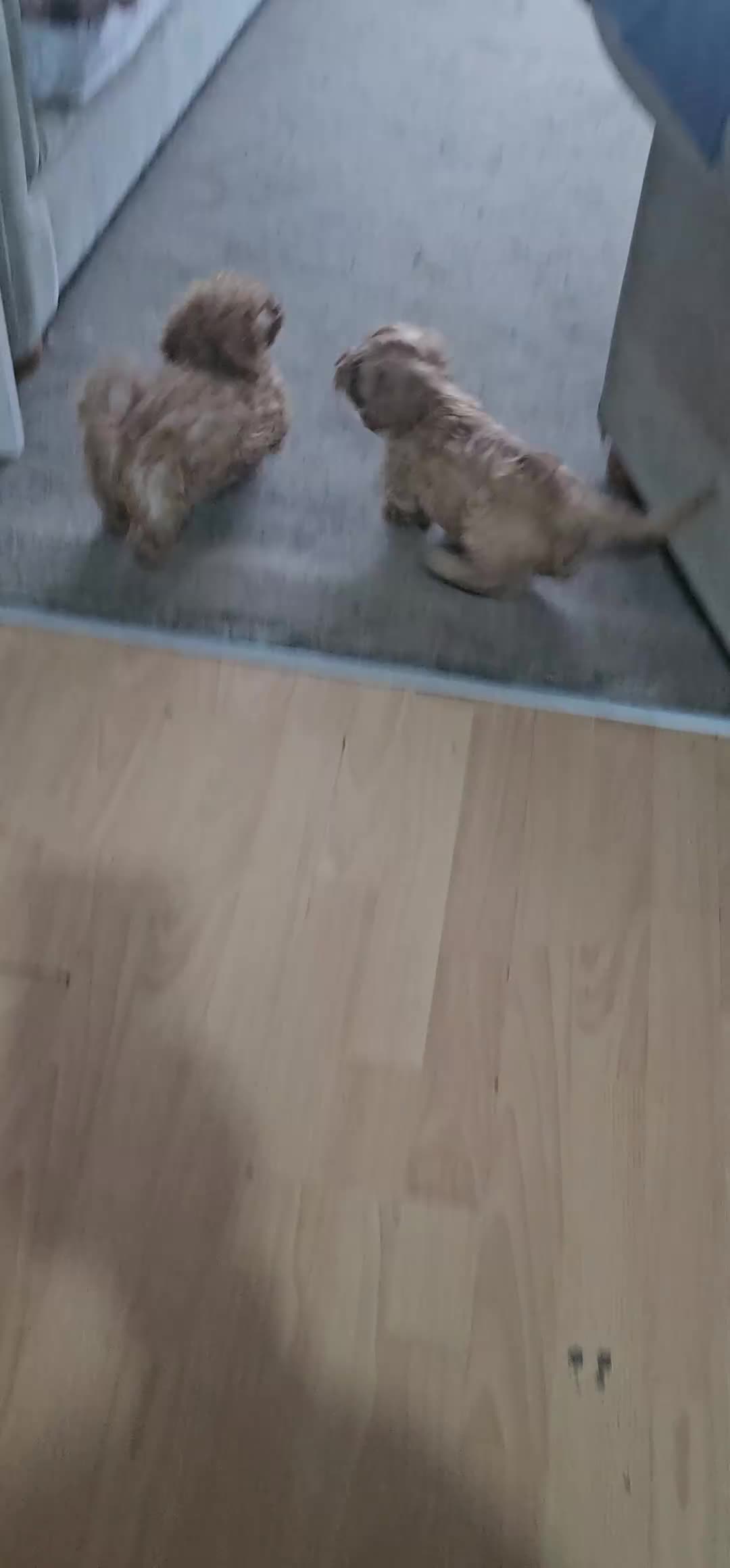 Cavapoo dogs for sale: Beautiful cavapoo litter - Video 1