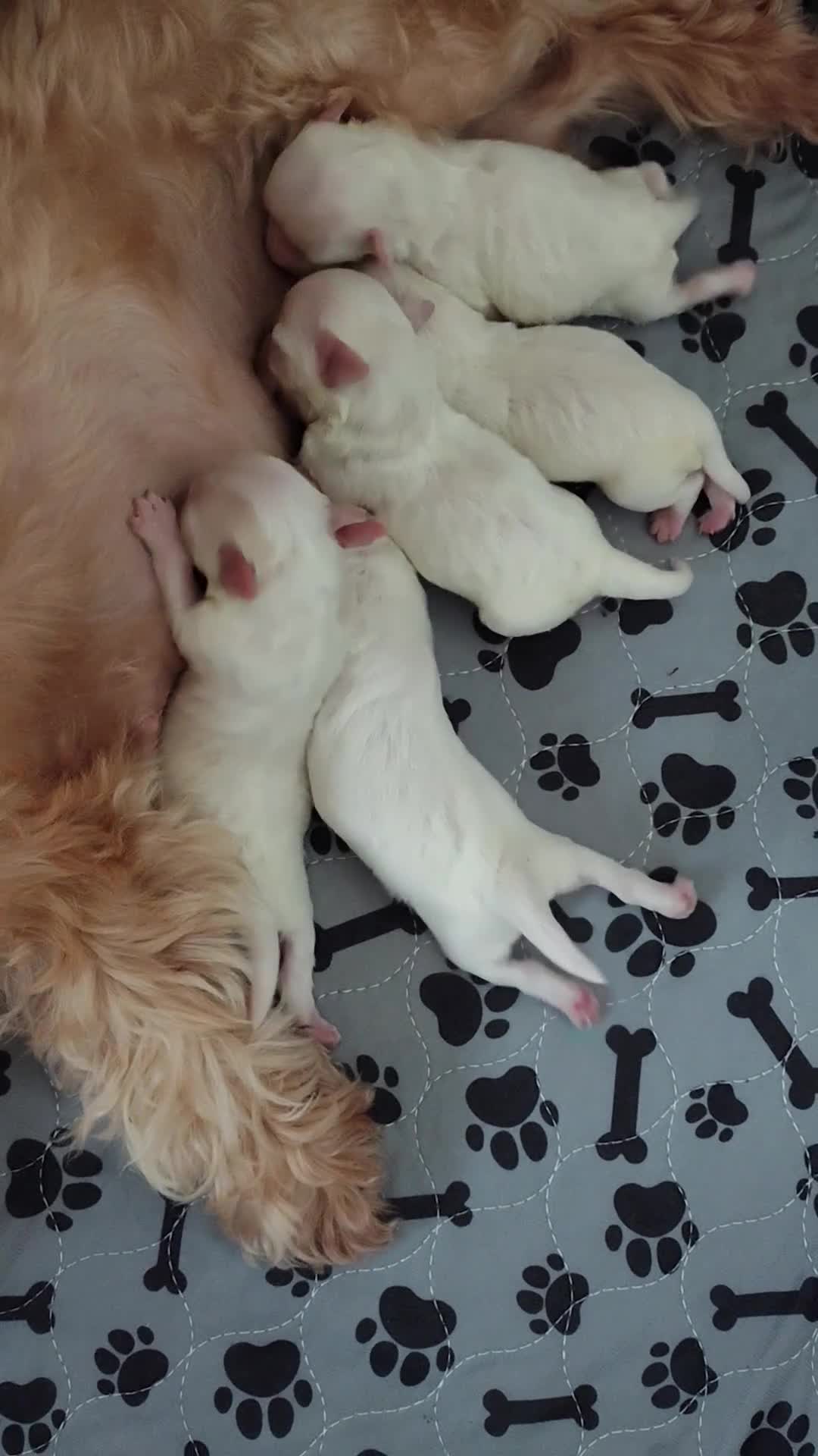 Maltipoo dogs for sale: Maltipoo  - Video 1