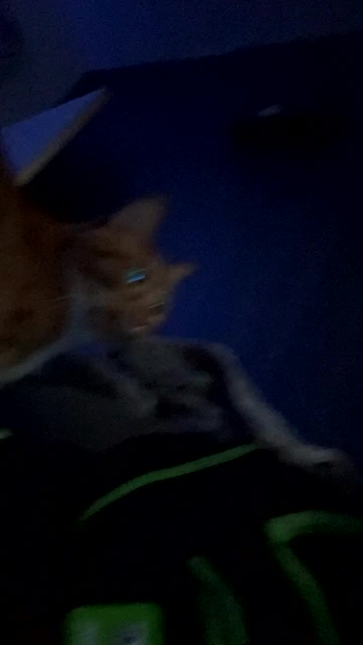 Mixed Breed cats for sale: Monty and Milo - Video 1