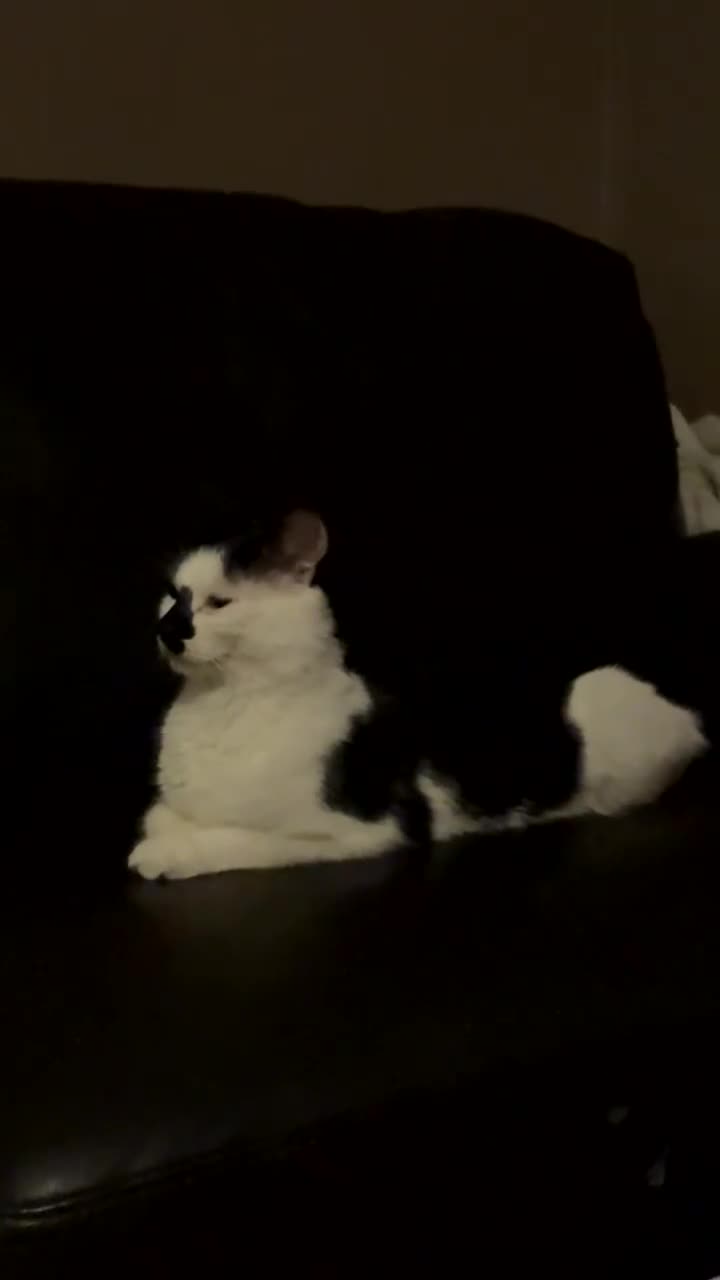 British Shorthair cats for sale: Beautiful Girl to be Rehomed - Video 2