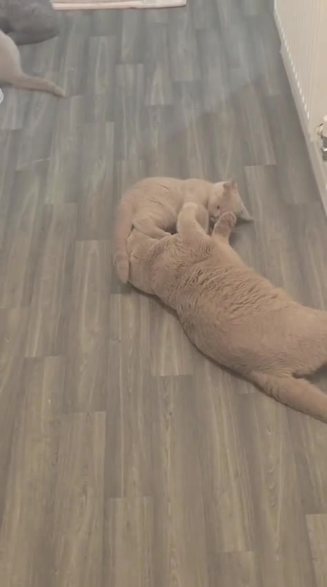 British Shorthair cats for sale: Beautiful British Champion Shorthair Kittens - Video 2