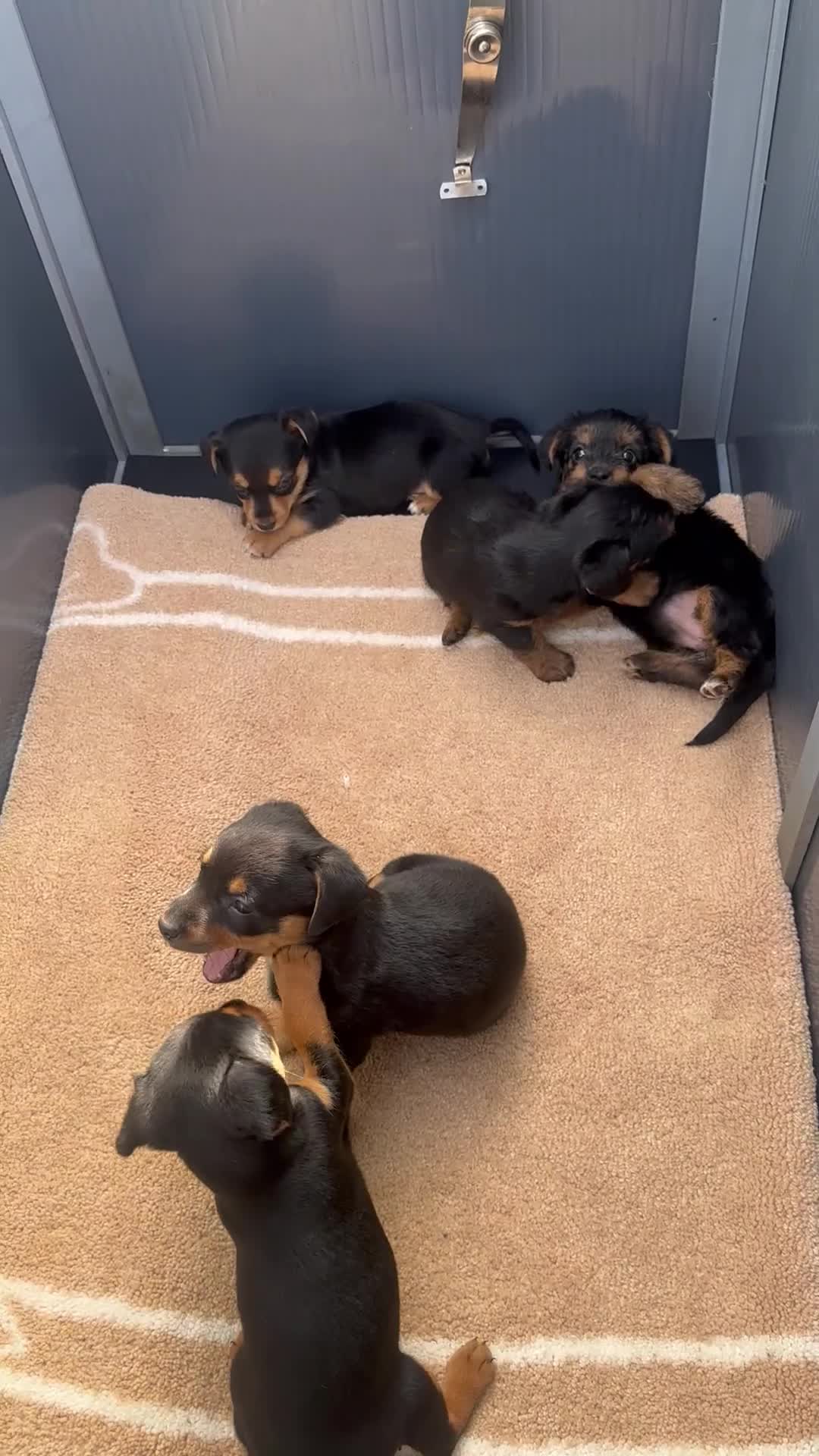 Mixed Breed dogs for sale: Litter of 5 puppies looking for loveing homes in Frodsham - Video 4