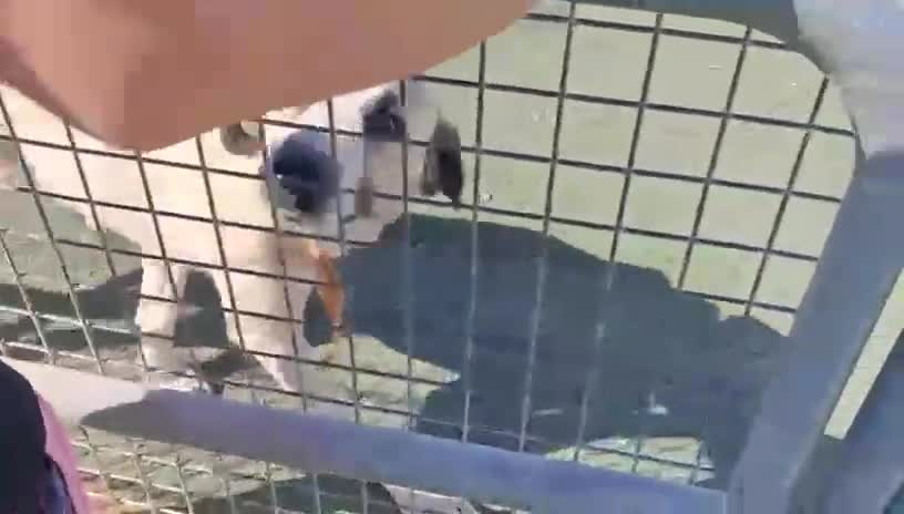 Mixed Breed dogs for adoption: Snoop❤️🐾 - Video 4