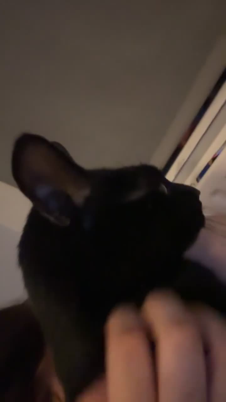 Bombay cats for sale: Shadow - Bombay - Video 2