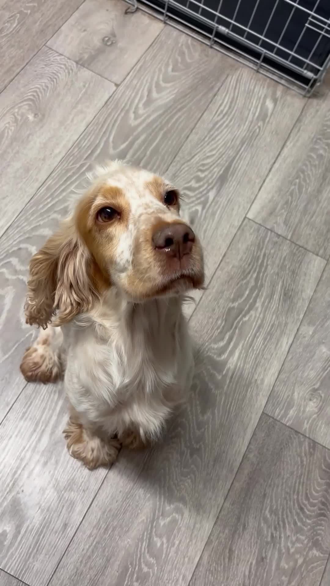 Cocker Spaniel dogs for sale: Lilly the cocker spaniel - Video 5