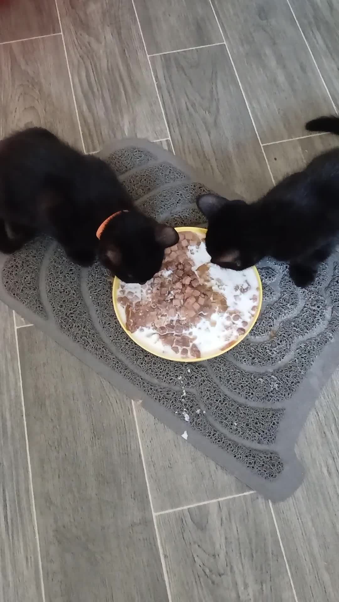 Mixed Breed cats for sale: 4 boys - Video 1