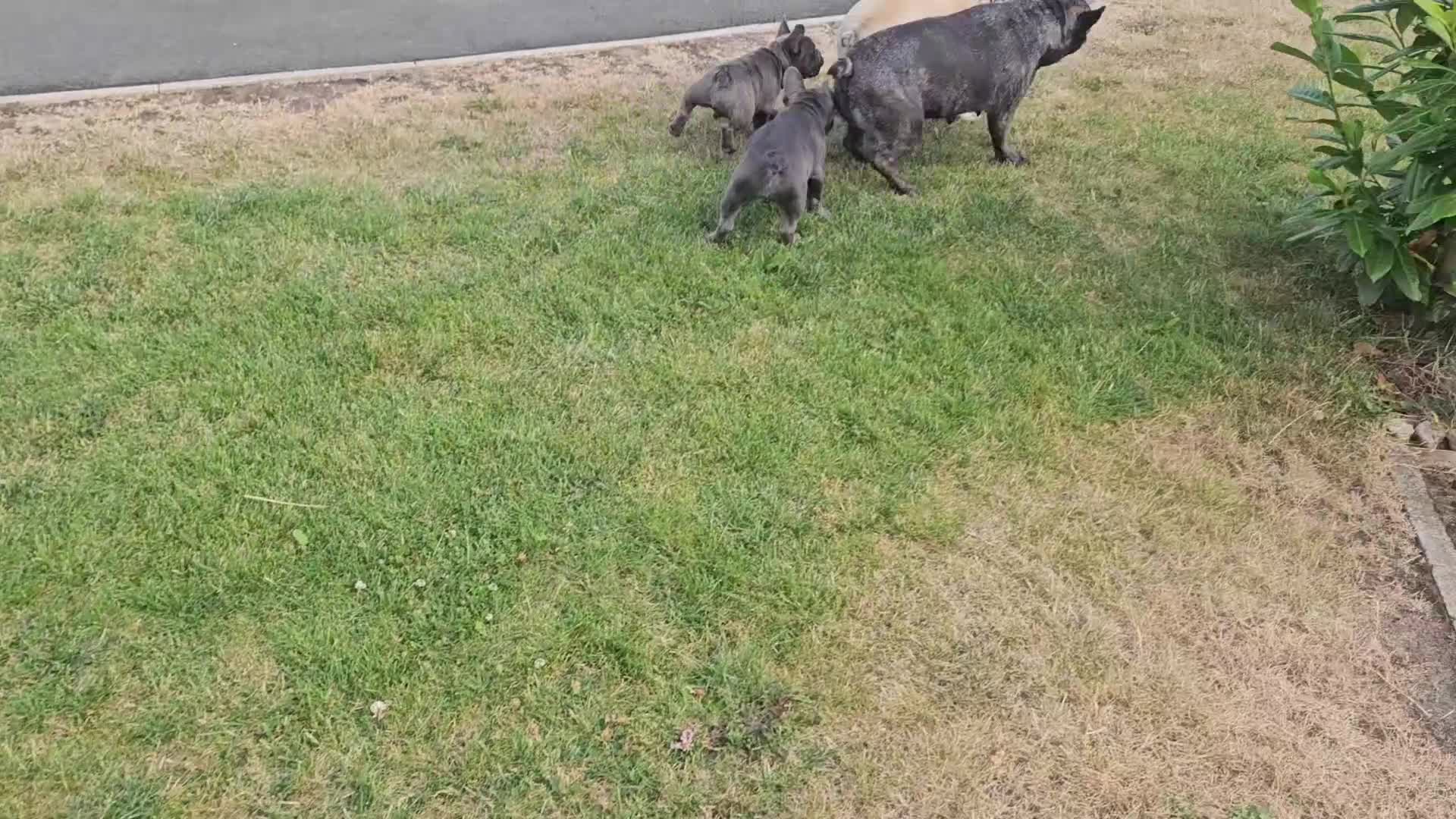 French Bulldog dogs for sale: *NOW REDUCED*KC registered French bulldog puppies  - Video 1