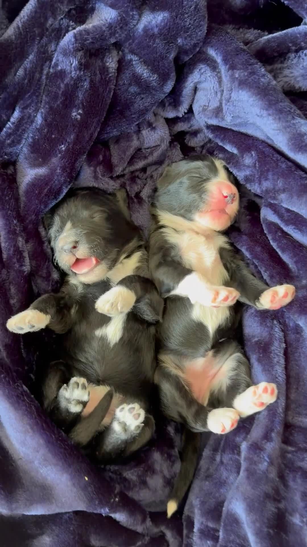 Portuguese Water Dog dogs for sale: ARTSEADOG KC registered Pure Portuguese Waterdogs - Video 4