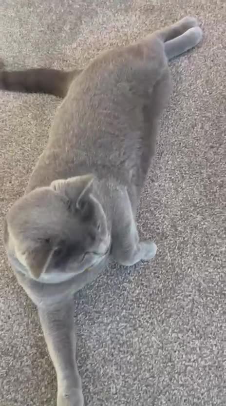 British Shorthair cats for sale: Purebred British Shorthair Male cat - Video 1