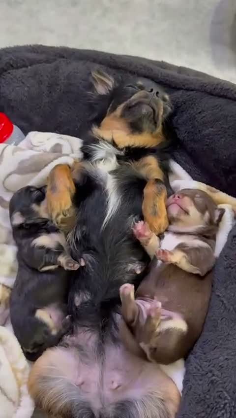 Chihuahua dogs for sale: Two XXX Small chihuahua puppies  - Video 4