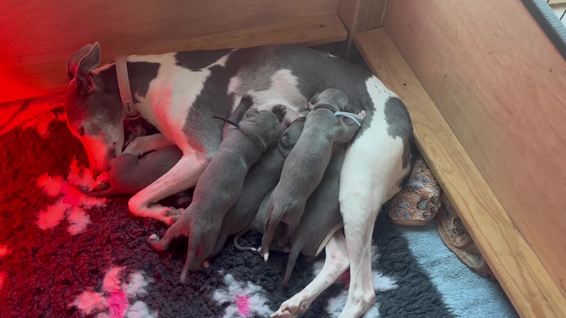 Whippet dogs for sale: Beautiful whippet pups - Video 2