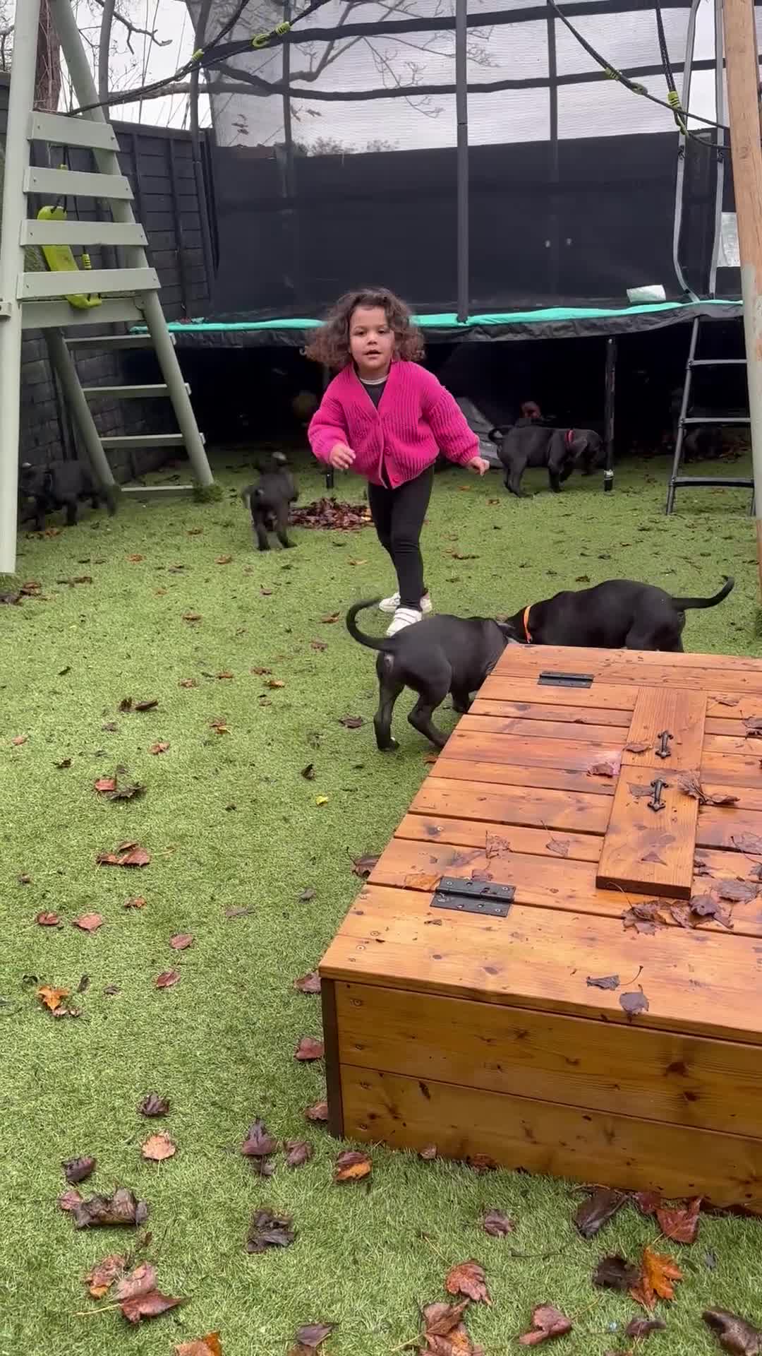 Mixed Breed dogs for sale: Cane corso/Great Dane puppies for sale ✨✨ - Video 5