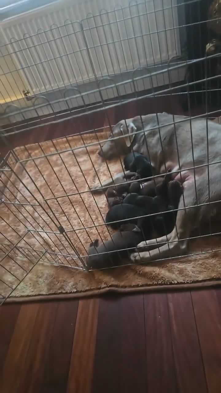 Labrador Retriever dogs for sale: Lovely playfull kc labrador puppies for sale - Video 3