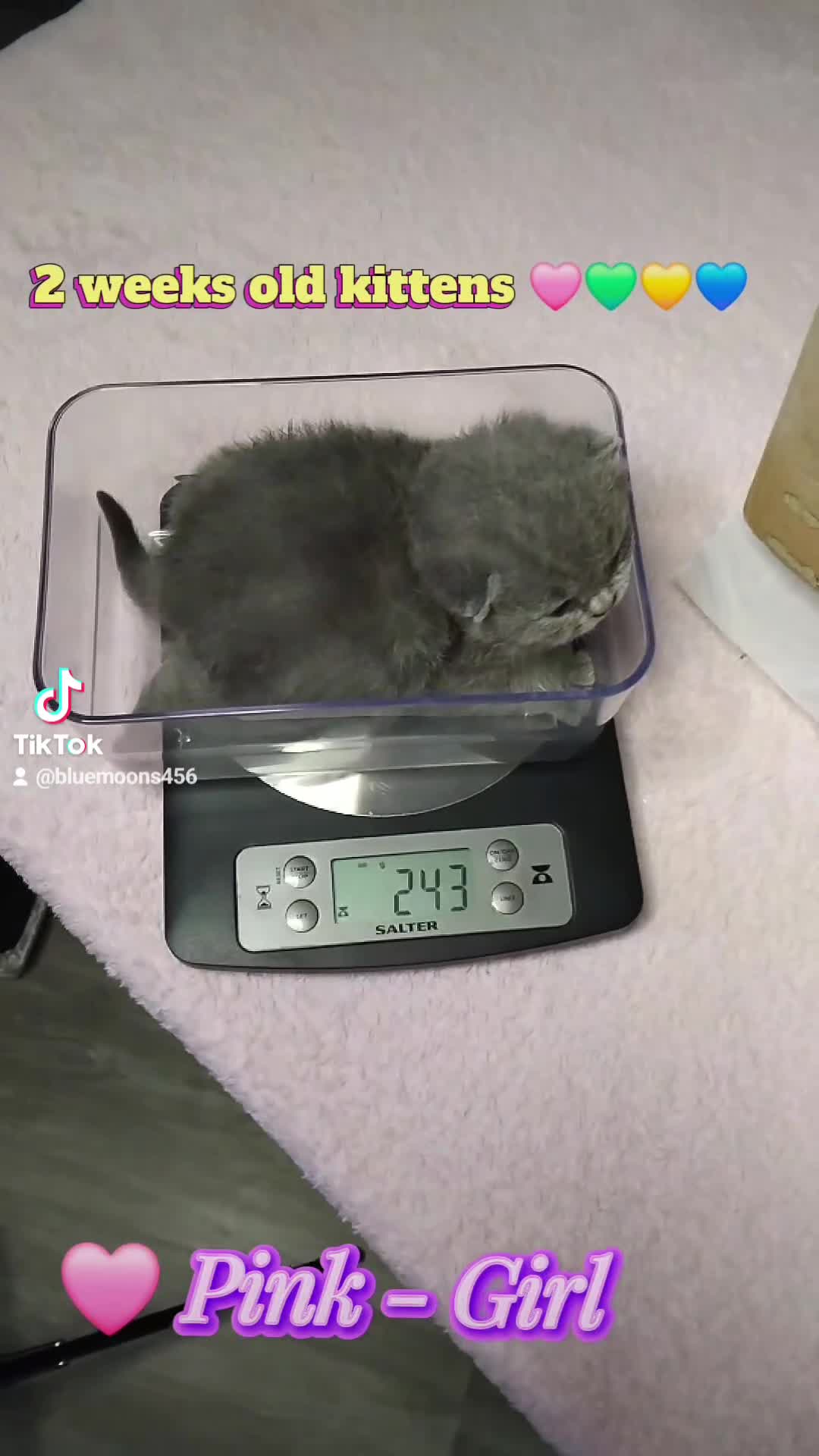 British Shorthair cats for sale: British Shorthair x Russian Blue  - Video 2