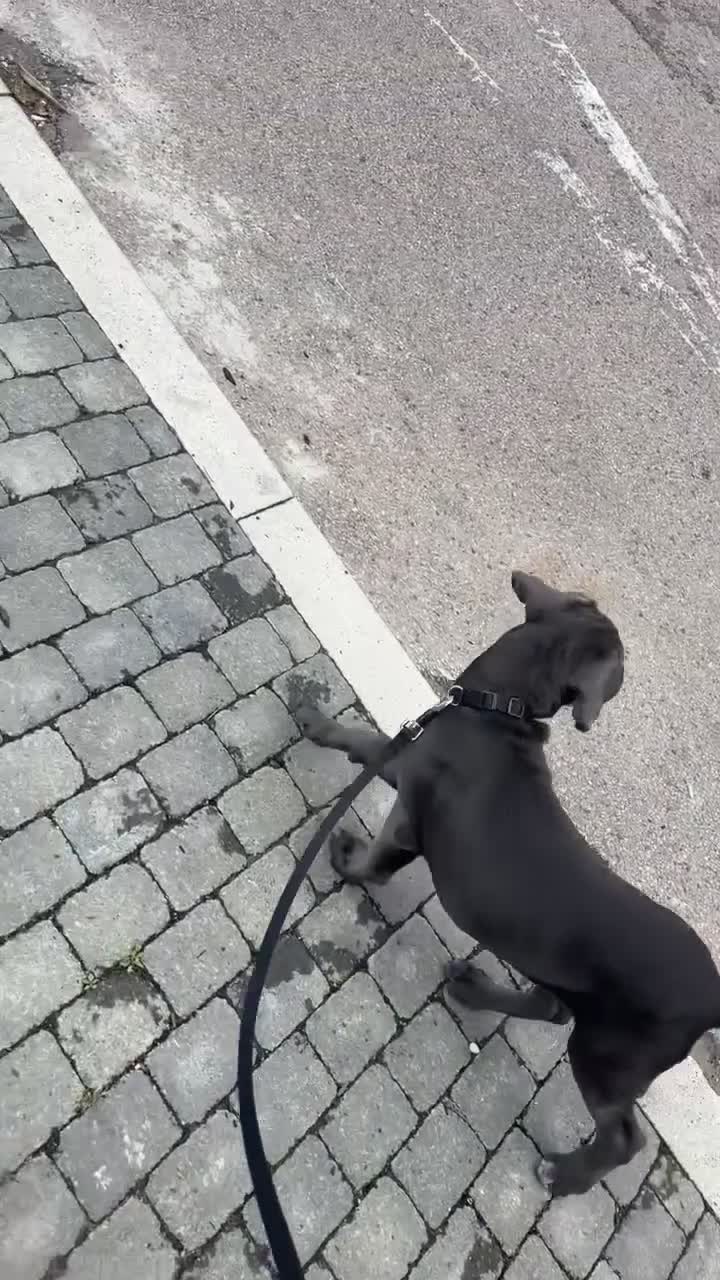 Cane Corso dogs for sale: Cane Corse Female  - Video 1