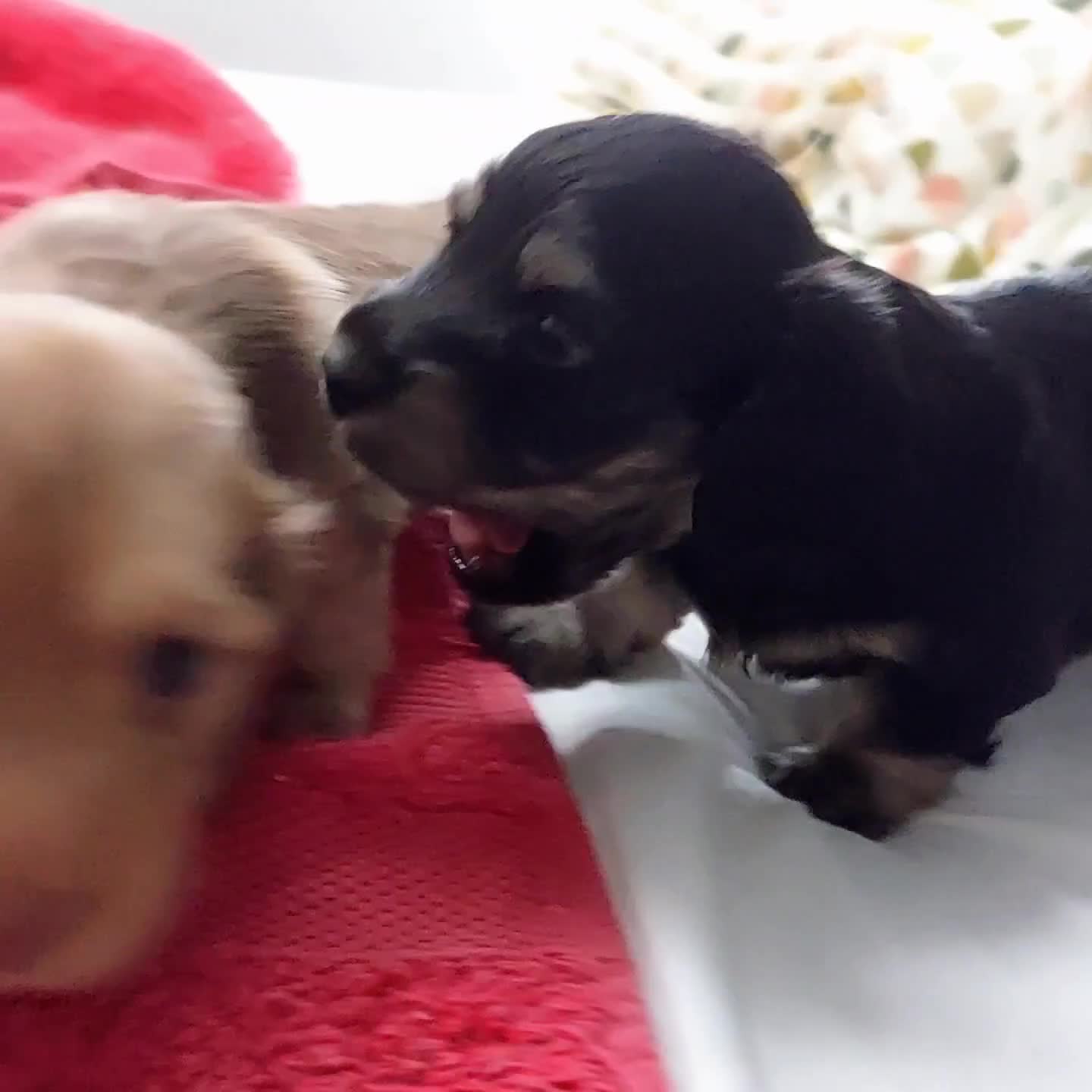 Miniature Dachshund dogs for sale: BEAUTIFUL K C REG PRA CLEAR MINI LONG HAIRED DAXIS - Video 4