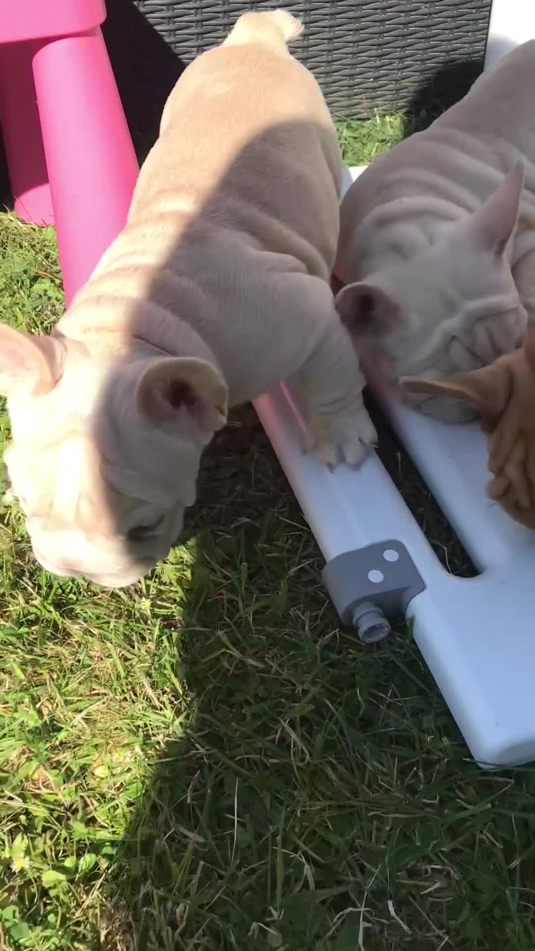 French Bulldog dogs for sale:  French bulldogs from £850 to £1700 in Liverpool - Video 1