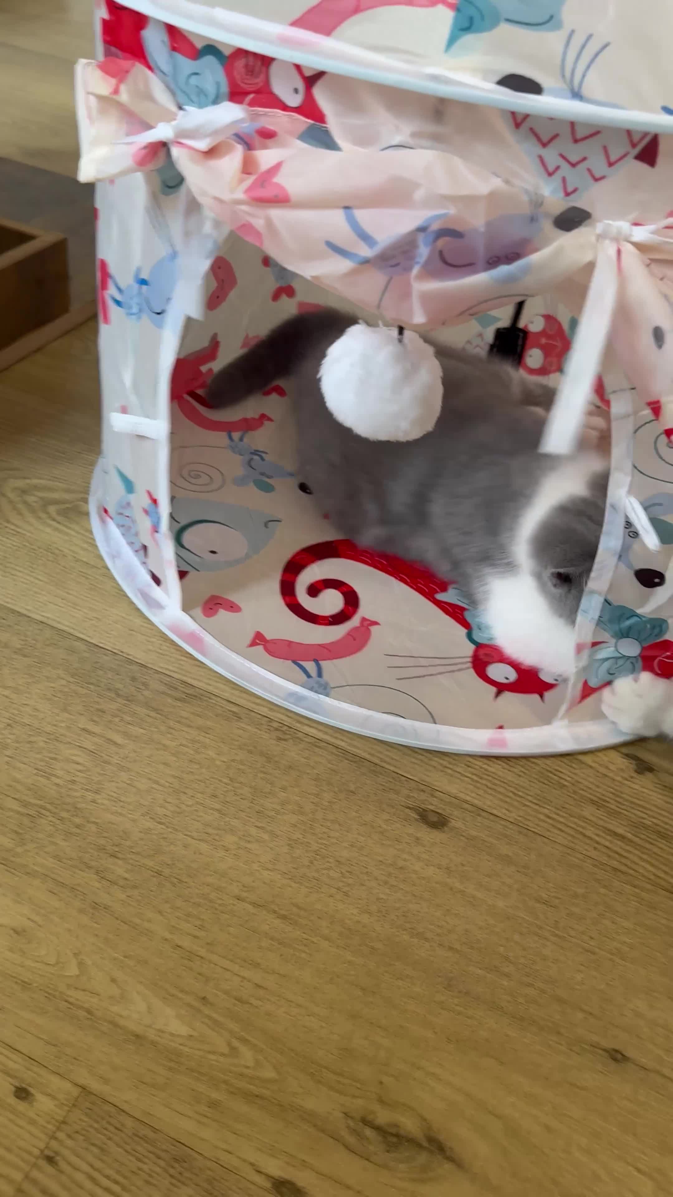 British Shorthair cats for sale: British Shorthair - Ready now - GCCF registered - Video 1