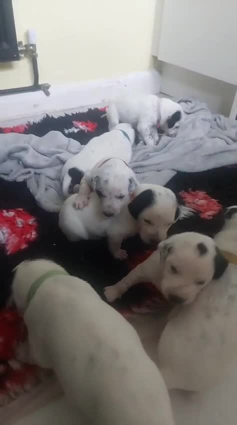 Mixed Breed dogs for sale: Lurcher cross Dalmatian pups born 7/5/2025 in Brierley Hill - Video 2