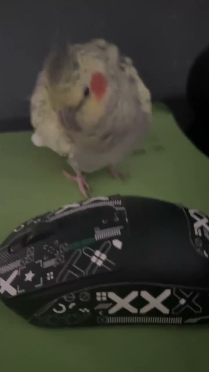 Cockatiels birds for sale: 2  young hand  tamed cockatiels for sale - Video 1